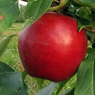 Яблоня РЕДФРИ в Молодечно