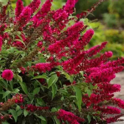 Буддлея давида РОЯЛ РЕД в Молодечно