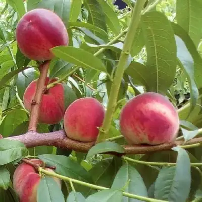 Персик КИЕВСКИЙ РАННИЙ в Молодечно