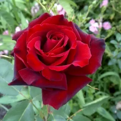 Роза ТАБУ чайно-гибридная в Молодечно