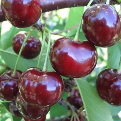 Вишня ЖАДАНА в Молодечно