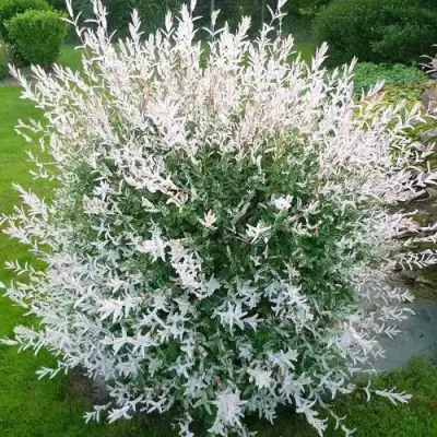 Ива ХАКУРО НИШИКИ в Молодечно