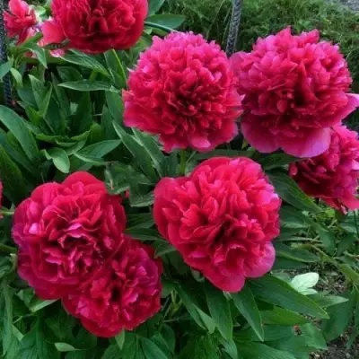 Пион БЕЛГРАВИЯ травянистый в Молодечно