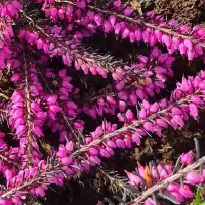 ЭРИКА "АЛЬПИЙСКИЙ ВЕРЕСК" (зимующая) сорт АТРОРУБРА в Молодечно