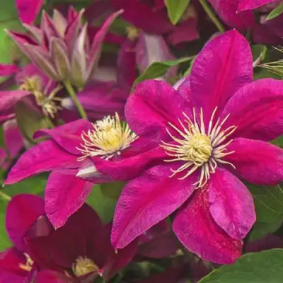 Клематис ЭРНЕСТ МАРКХАМ в Молодечно