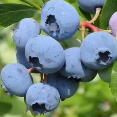 Голубика ДАРРОУ в Молодечно