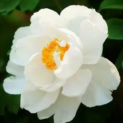 Пион ЛЕТНИЙ ДВОРЕЦ древовидный в Молодечно