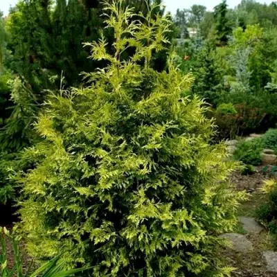 Туя ЗЕБРИНА ЭКСТРА ГОЛД складчатая в Молодечно