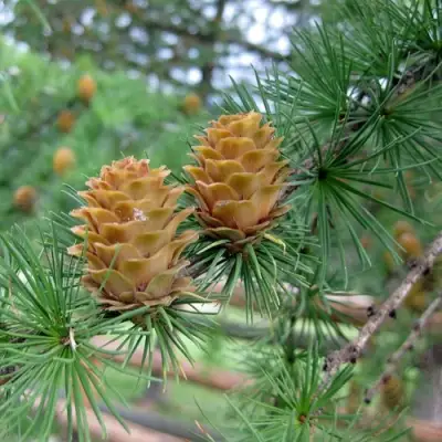 Лиственница КЕМПФЕРА в Молодечно