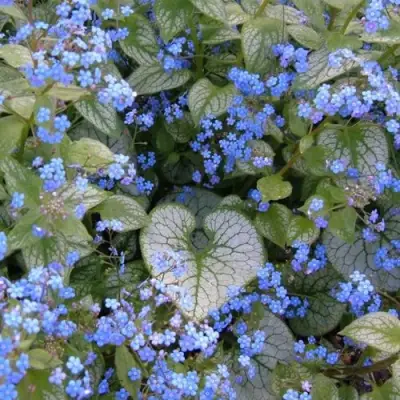 Бруннера ДЖЭК ФРОСТ в Молодечно