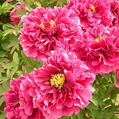 Пион ВОСХОД СОЛНЦА древовидный в Молодечно