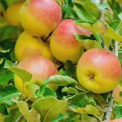 Яблоня ПАМЯТЬ БЛЫНСКОГО колонновидная в Молодечно