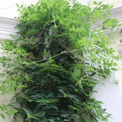 Глициния макростахия БЛЮ МУН в Молодечно