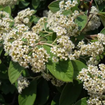 Кизильник пузырчатый в Молодечно