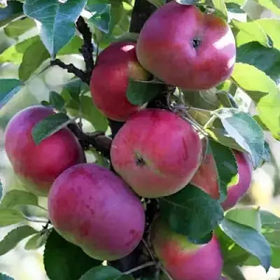 Яблоня ЕСЕНИЯ колонновидная в Молодечно