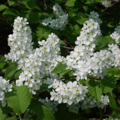 Черемуха ПАМЯТИ САЛАМАТОВА в Молодечно