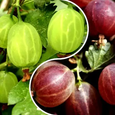 Комплект СКАЗКА в Молодечно