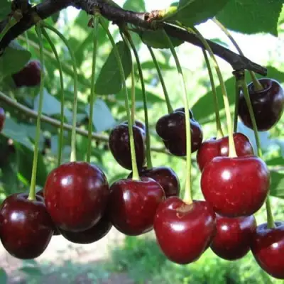 Вишня БЫСТРИНКА в Молодечно