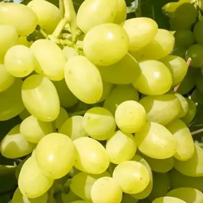 Виноград ДОЛГОЖДАННЫЙ в Молодечно
