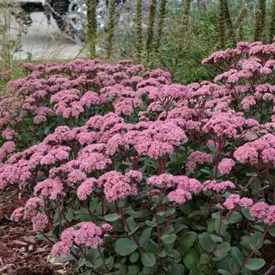 Очиток (седум) МАТРОНА в Молодечно