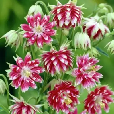 Аквилегия БАРЛОУ НОРА гибрид МакКаны в Молодечно