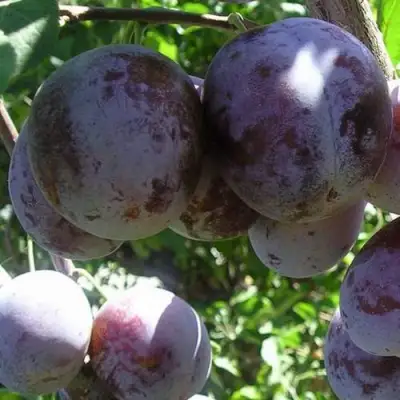 Слива РЕНКЛОД ХАРИТОНОВОЙ в Молодечно