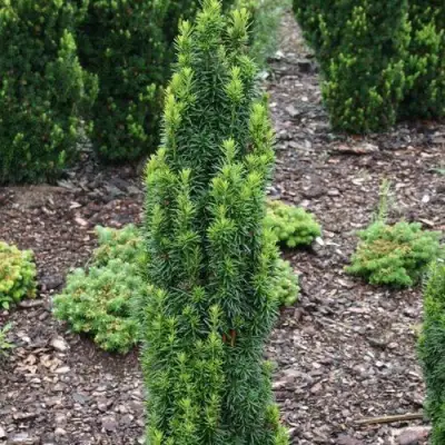 Тис ВОЙТЕК средний  в Молодечно