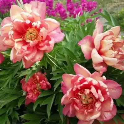 Пион ДЖУЛИЯ РОУЗ ито-гибрид в Молодечно