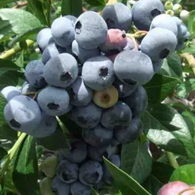 Голубика КРОЭТЭН в Молодечно