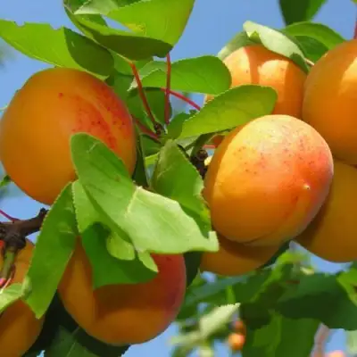 Абрикос КИЕВСКИЙ РАННИЙ в Молодечно