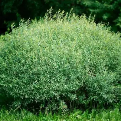 Ива НАНА пурпурная в Молодечно