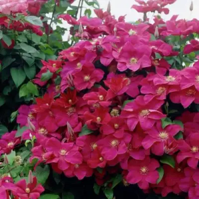 Клематис РУЖ КАРДИНАЛ в Молодечно