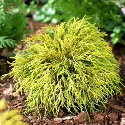 Кипарисовик ВАВЕЛ горохоплодный в Молодечно