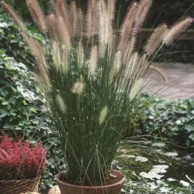 Пеннисетум ХАМЕЛН в Молодечно