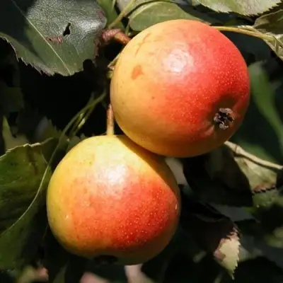 Груша АЛЁНУШКА в Молодечно