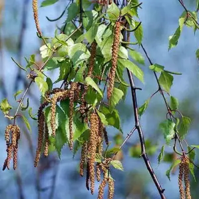 Береза ПОВИСЛАЯ в Молодечно