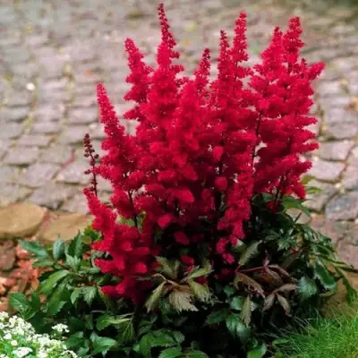 Астильба ГЛАТ Арендса в Молодечно