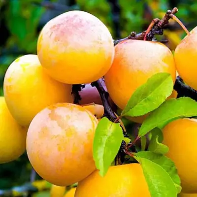 Слива МИНСКАЯ в Молодечно