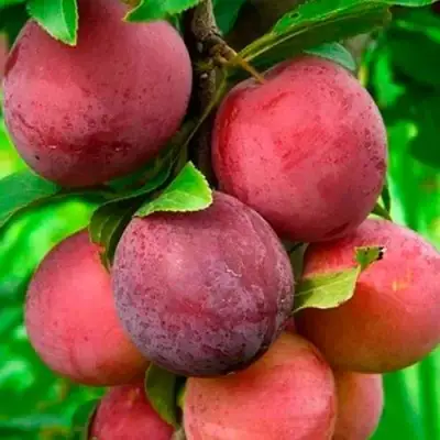 Слива КЛЕОПАТРА в Молодечно