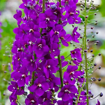 Коровяк ВИОЛЕТТА (вербаскум) в Молодечно