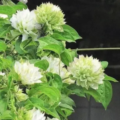 Клематис КОХАНА в Молодечно