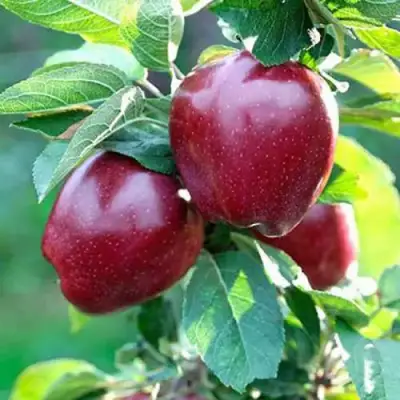 Яблоня РЕД ДЕЛИШЕС в Молодечно