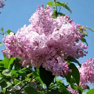 Сирень БУФФОН в Молодечно