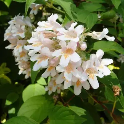 Кольквиция прелестная в Молодечно