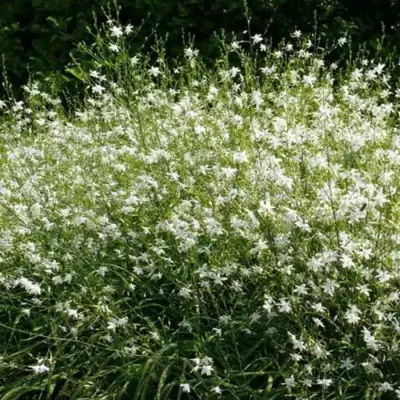 Венечник ветвистый в Молодечно