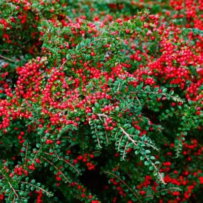 Кизильник горизонтальный в Молодечно