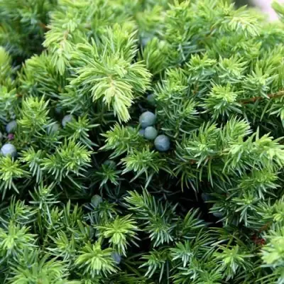 Можжевельник ШЛЯГЕР прибрежный в Молодечно