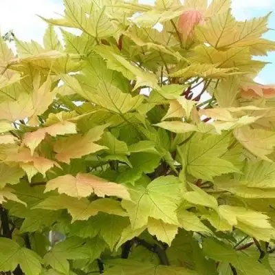 Клен ложноплатановый в Молодечно