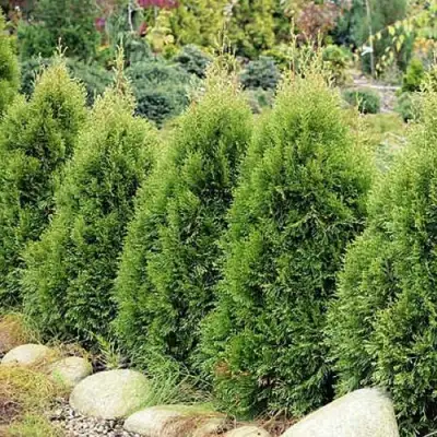 Туя СМАРАГД ВИТБОНТ западная в Молодечно