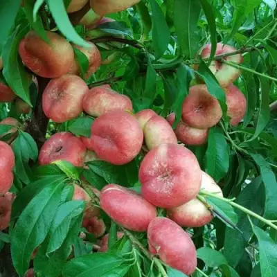 Нектарин КОНЦЕТТИНА в Молодечно